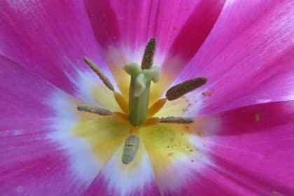Pink tulip close up, planting gallery