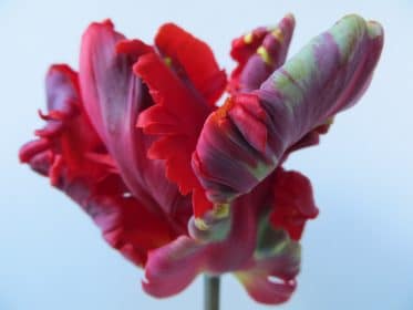 Tulip Rococo, planting gallery