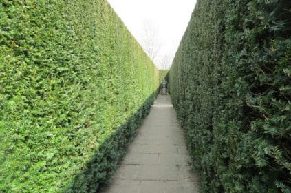 Yew hedging, planting gallery