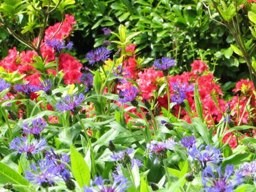 Blue and red scheme, planting gallery