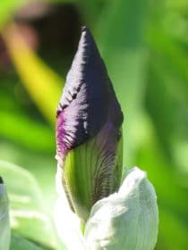 Iris bud, planting gallery