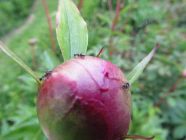 Peony bud and ants, planting gallery