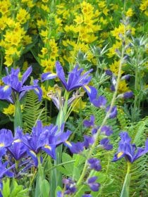 Blue and yellow scheme, planting gallery