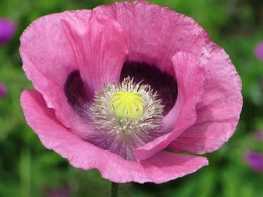 Open opium poppy, planting gallery