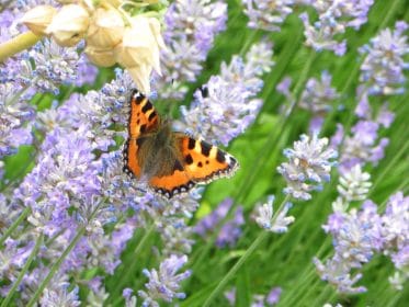 Butterfly and lavender, planting gallery