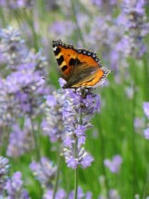 Tortoiseshell butterfly and lavender, planting gallery