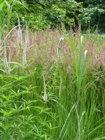 Veronicastrum and ornamental grasses, planting gallery