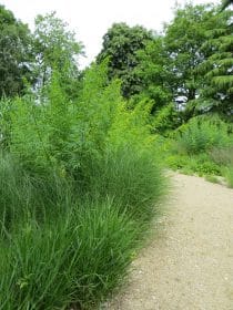 Ornamental grasses and pathway, planting gallery