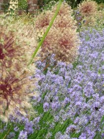Lavender and allium seed heads, planting gallery