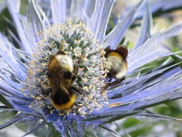 Bee and Eryngium, planting gallery