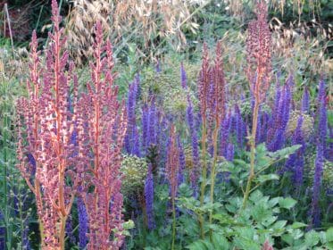 Astilbe and Salvia, planting gallery