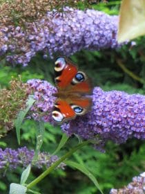 Butterfly and buddleja, planting gallery