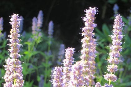 Agastache seed heads, planting gallery