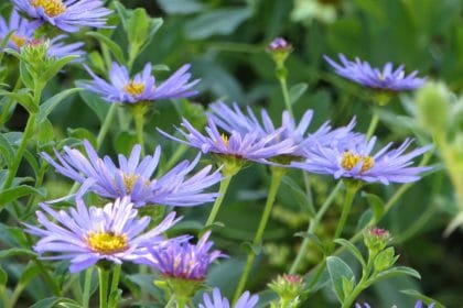 Aster frikartii Monch, planting gallery