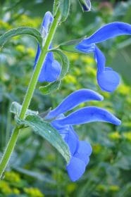 Blue salvia, planting gallery