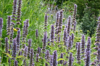 Agastache Blue Fortune, planting gallery