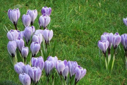 Crocus in the lawn, planting gallery
