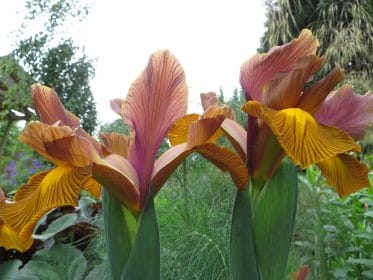 Iris Eye of the Tiger, planting gallery