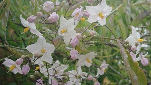 Solanum white, planting gallery