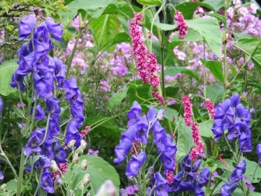 Aconitum and Persicaria, planting gallery