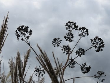 Seed heads and sky, planting gallery