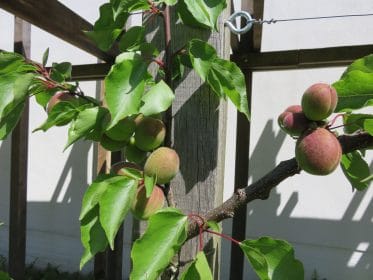Espaliered peach tree, planting gallery