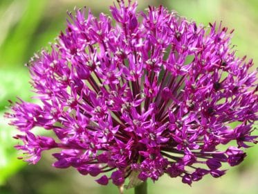 Allium Purple Sensation close up, planting gallery