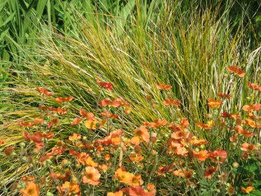 Geum Totally Tangering and Anemanthele lessoniana, planting gallery