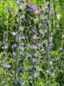 Anchusa flower, planting gallery