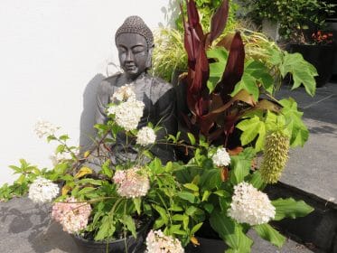 Hydrangea and Canna, planting gallery