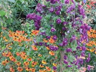 Helenium and Clematis, planting gallery