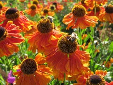 Helenium and bees, planting gallery