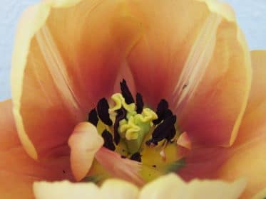 Tulip Cairo, planting gallery