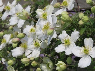 Clematis montana, planting gallery
