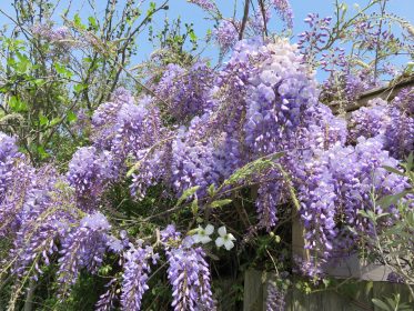 Wisteria sinensis, planting gallery