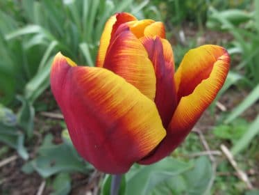 Tulip Abu Hassan, planting gallery