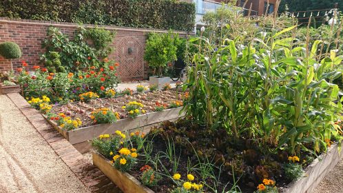 vegetable garden, raised beds, walled garden