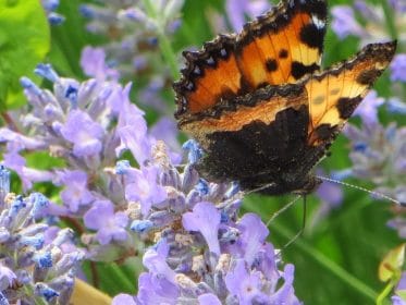 Butterfly on lavender, Woodland physic garden, Mark Lane Designs