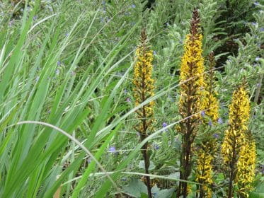 Ligularia and grasses, Woodland physic garden, Mark Lane Designs