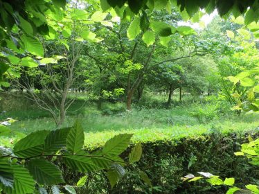 Countryside 4-acre garden, Grove, Kent, UK