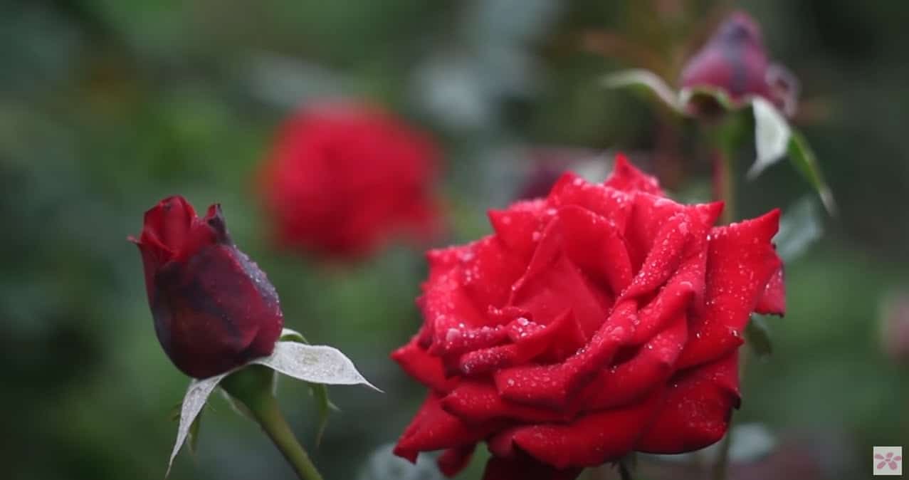 Watch Mark's Complete Guide to Roses with Primrose TV