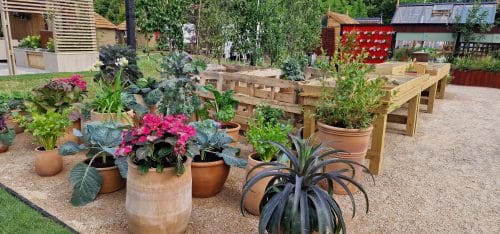 Photograph of Cretan pots filled with vegetables and flowers in the RHS-BBC Morning Live Budget-friendly Feature Garden at RHS Hampton Court Palace Garden Festival 2023, designed by Mark Lane from Mark Lane Designs Ltd